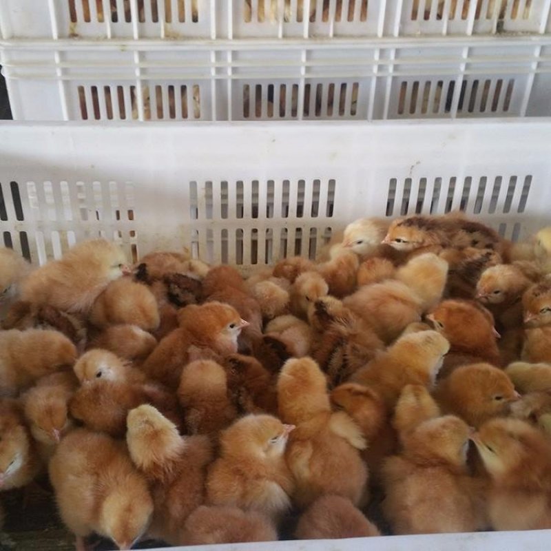 大量供应正宗文昌鸡鸡苗