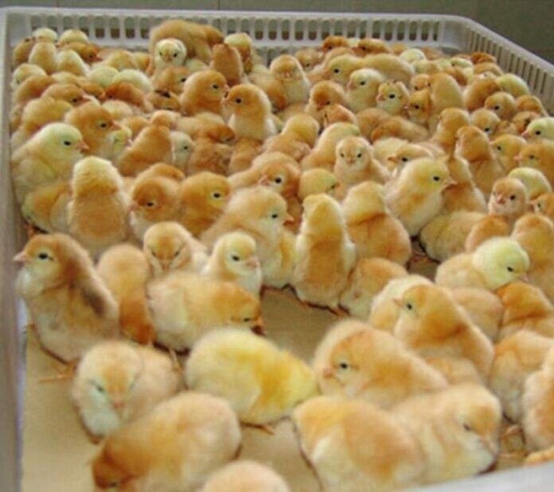 大量供应正宗文昌鸡鸡苗