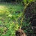 花魔芋开挖