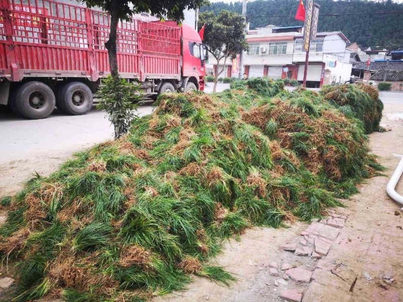 麦冬草细叶草坪品相高端好看做工精细