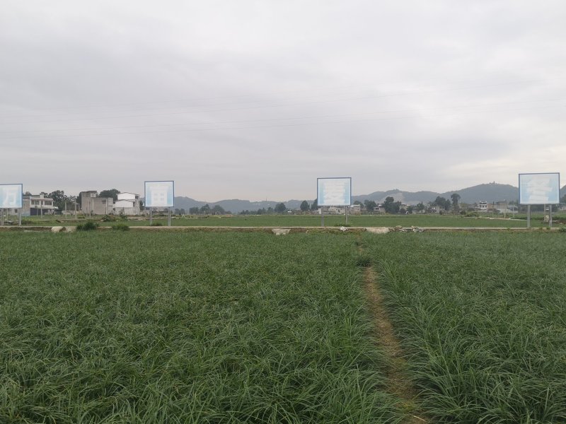 麦冬草细叶草坪品相高端好看做工精细