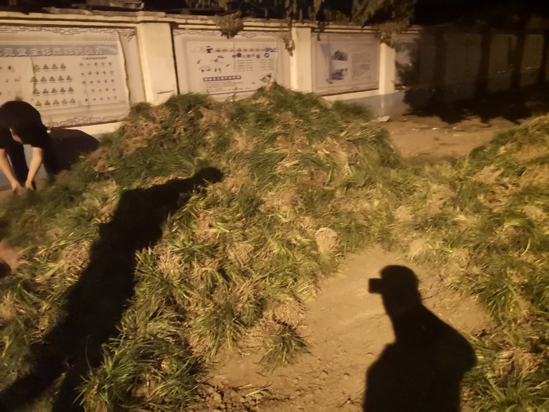 麦冬草细叶草坪品相高端好看做工精细