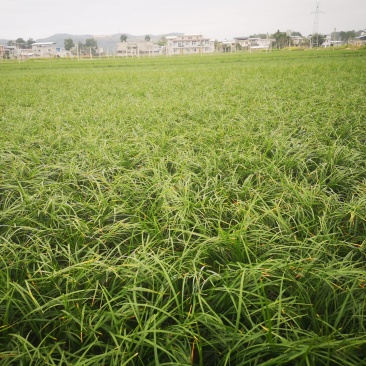 麦冬草细叶草坪品相高端好看做工精细