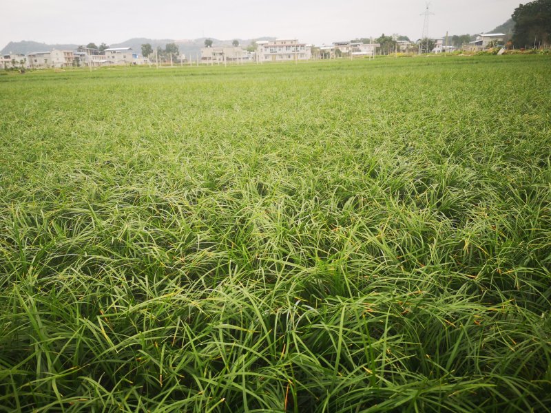 麦冬草细叶草坪品相高端好看做工精细