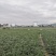 麦冬草细叶草坪品相高端好看做工精细