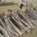 新品种大樱桃树苗美早齐早俄八鲁樱3号大樱桃苗