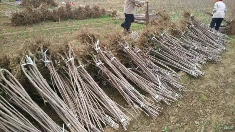新品种大樱桃树苗美早齐早俄八鲁樱3号大樱桃苗