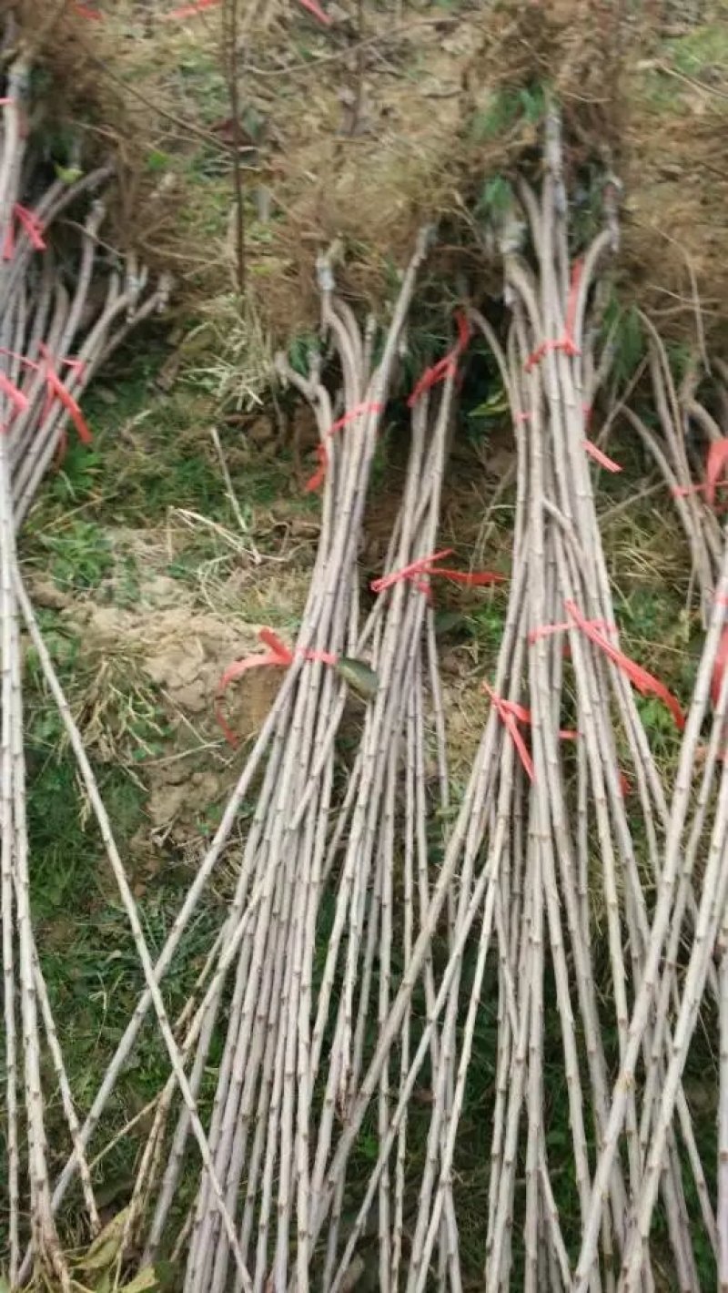 新品种大樱桃树苗美早齐早俄八鲁樱3号大樱桃苗