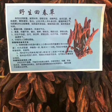 回春草
