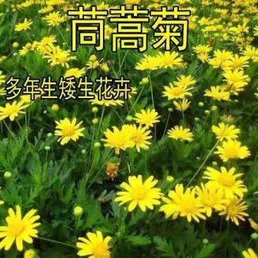 茼蒿菊种子玛格丽特系列品种花卉盆景室内阳台盆栽植四季