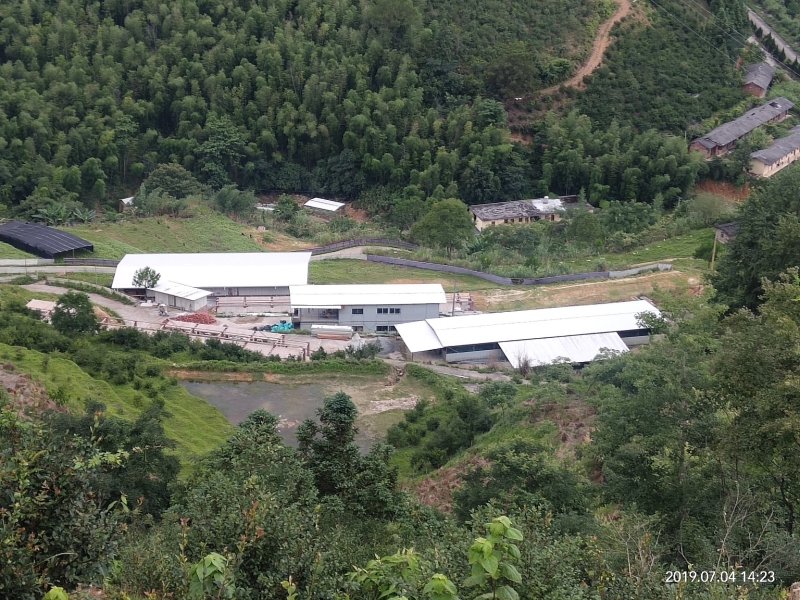 戴云山黑山羊