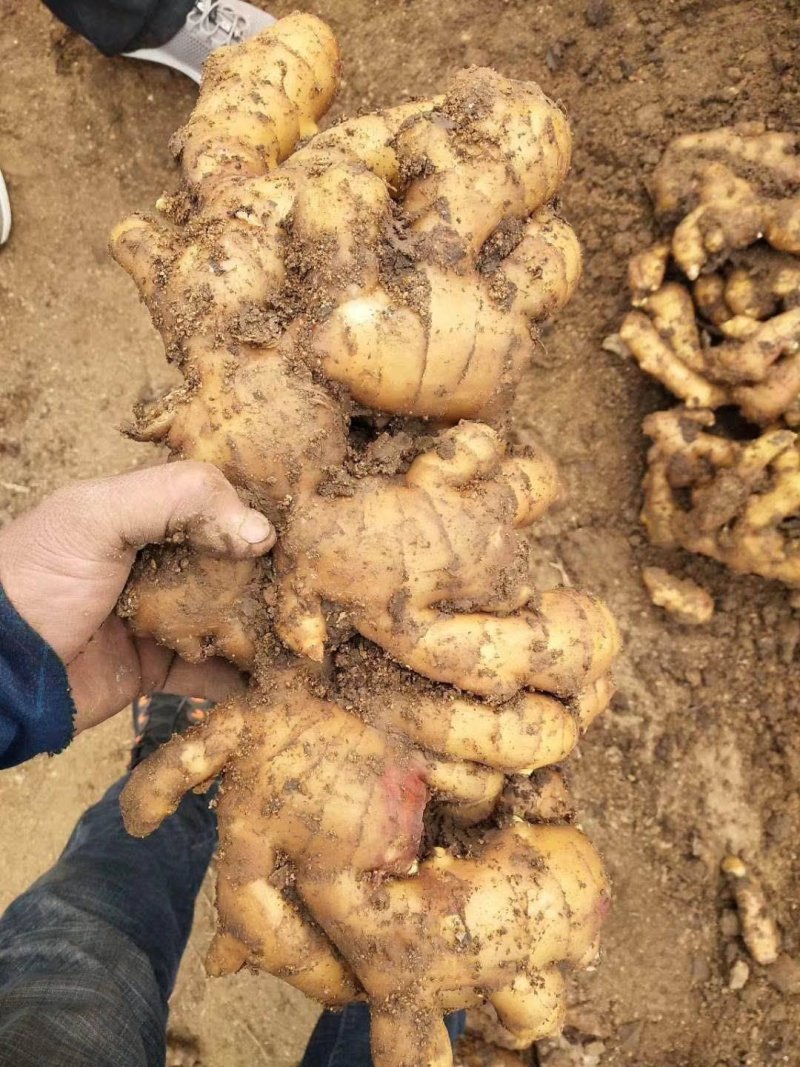 【优质生姜】大黄姜，就到山东飞润农业合作社，质量好价格低