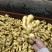 【优质生姜】大黄姜，就到山东飞润农业合作社，质量好价格低