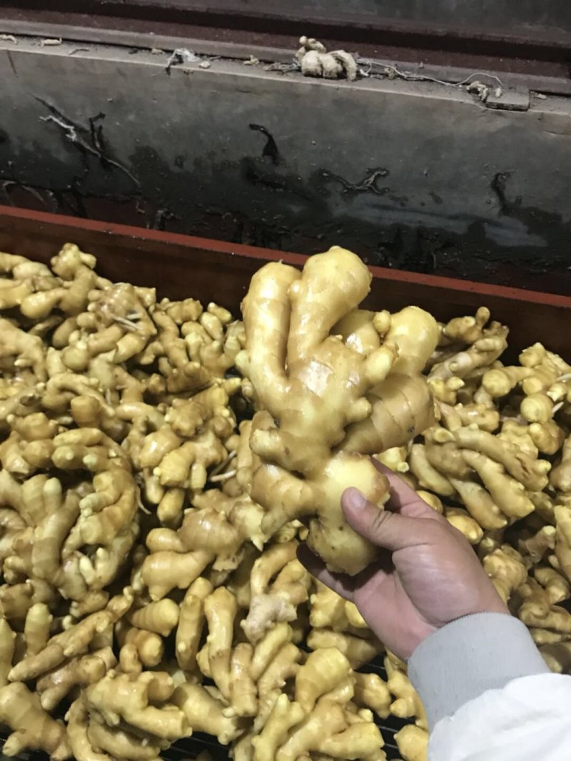 【优质生姜】大黄姜，就到山东飞润农业合作社，质量好价格低