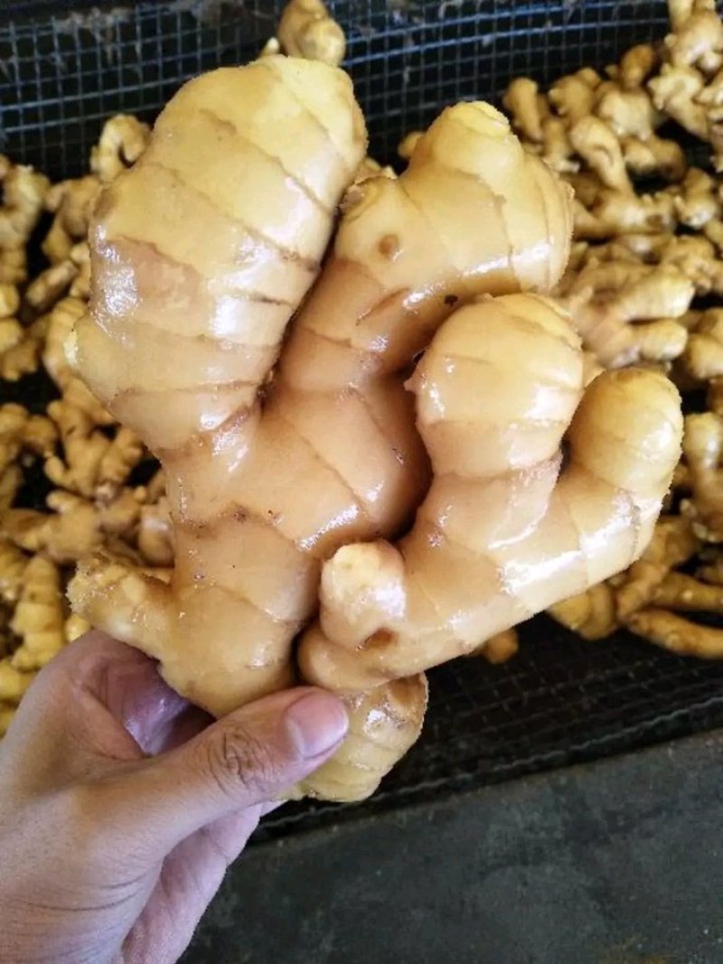 【优质生姜】大黄姜，就到山东飞润农业合作社，质量好价格低