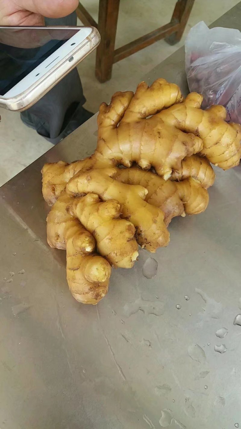 【优质生姜】大黄姜，就到山东飞润农业合作社，质量好价格低