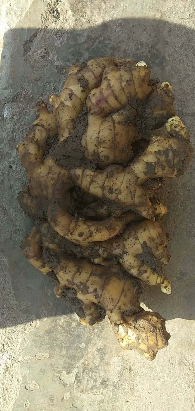 【优质生姜】大黄姜，就到山东飞润农业合作社，质量好价格低