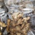 【优质生姜】大黄姜，就到山东飞润农业合作社，质量好价格低