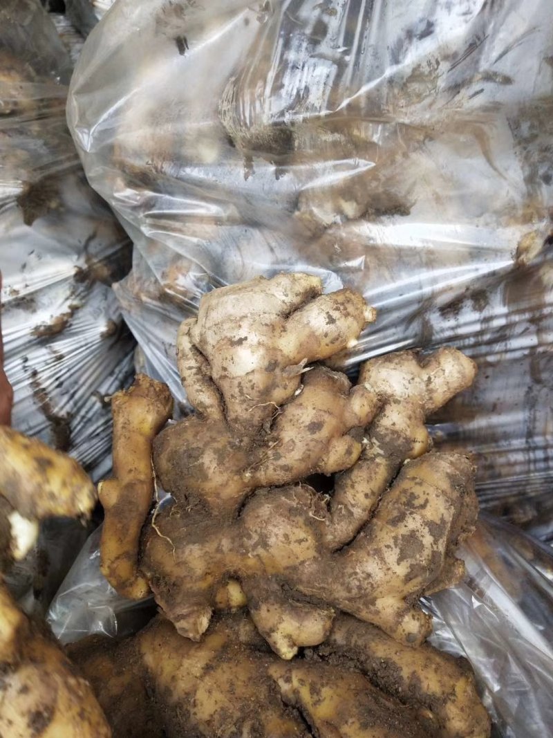 【优质生姜】大黄姜，就到山东飞润农业合作社，质量好价格低