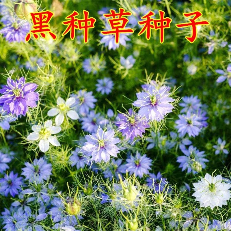 黑种草种子四季播种开花波斯宝石室外庭院易活阳台盆栽花种籽