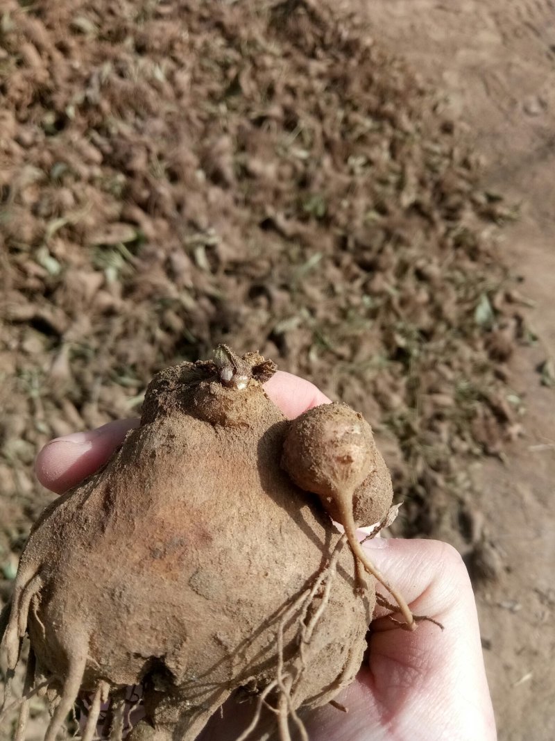 改良白术