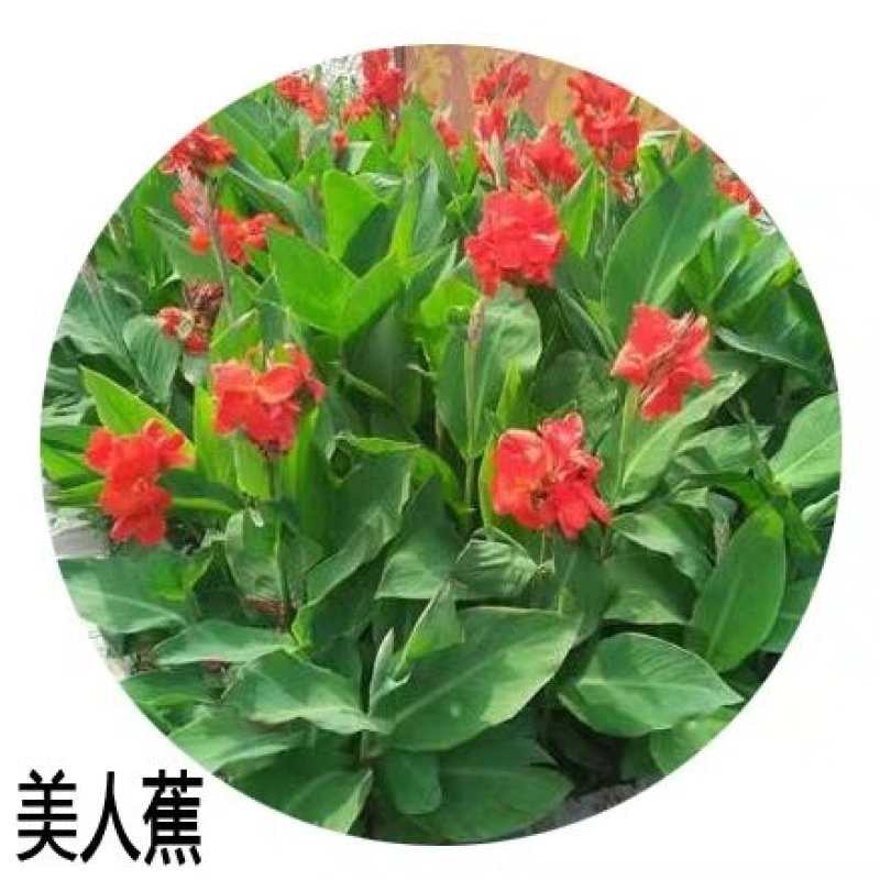 大花美人蕉种球根盆栽美人蕉花苗庭院室内当年开花植物美人蕉