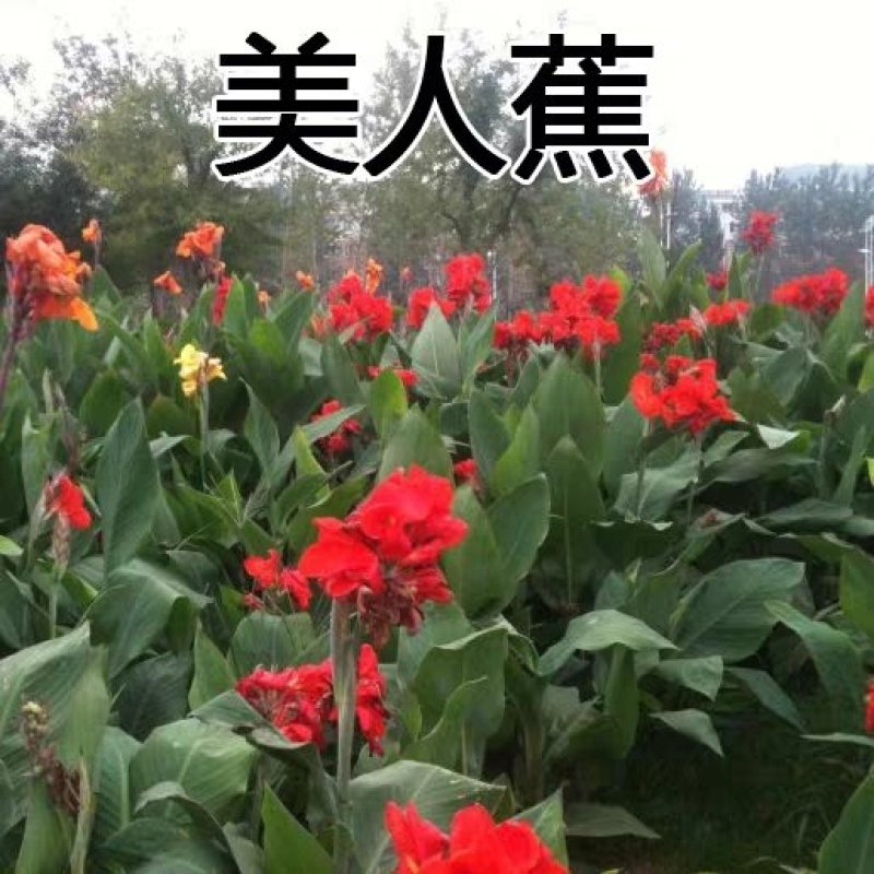 大花美人蕉种球根盆栽美人蕉花苗庭院室内当年开花植物美人蕉