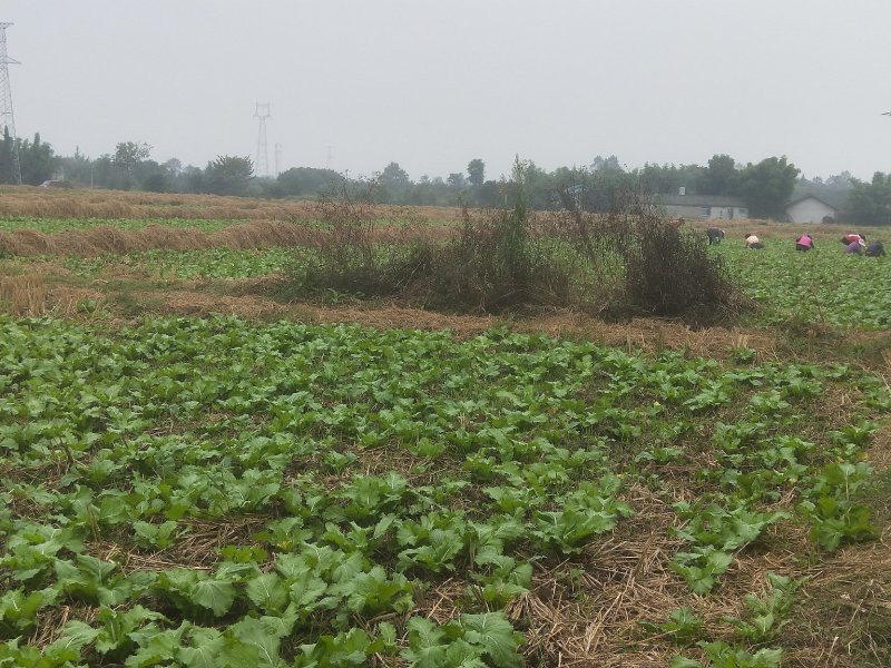绵阳安州区儿菜150亩已经上市