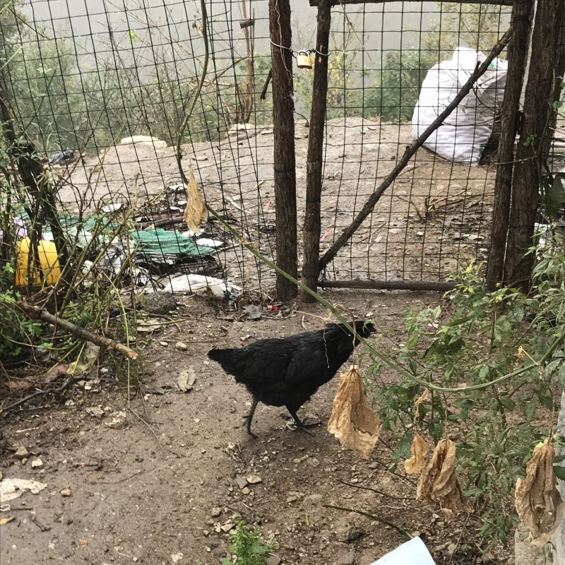 土鸡