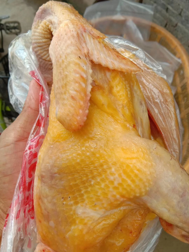 土鸡