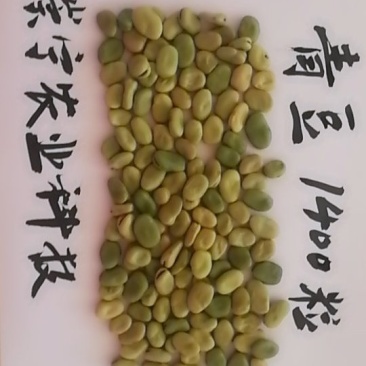 小青豆