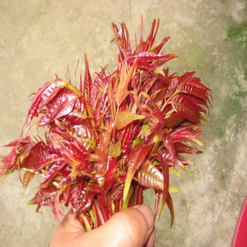 红油香椿
