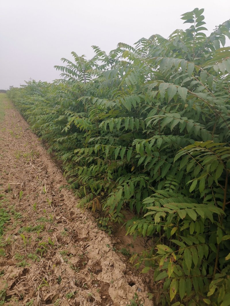 红油香椿