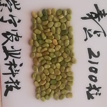 小小青豆