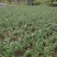 湖北紫花平贝母贝母种球湖北贝母种苗鄂贝母苗种球川贝母苗种