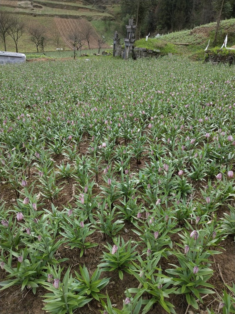 湖北紫花平贝母贝母种球湖北贝母种苗鄂贝母苗种球川贝母苗种