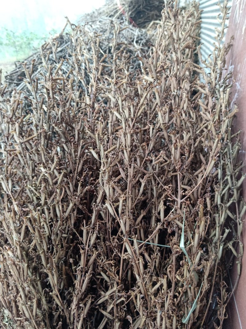 刘寄奴野生一一一一高含量！有个有片一手货源产地直发。！
