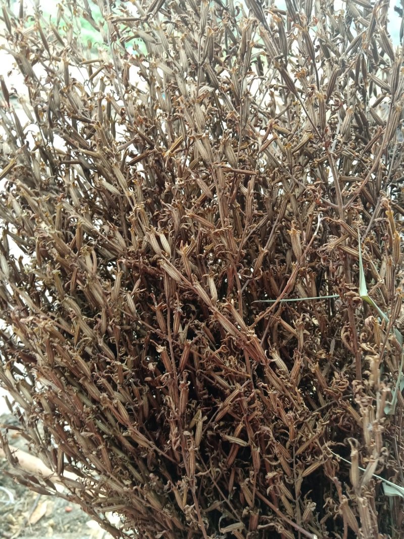 刘寄奴野生一一一一高含量！有个有片一手货源产地直发。！