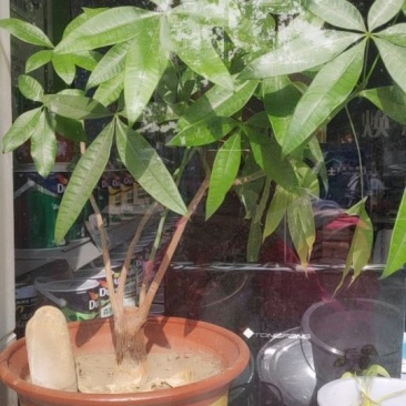 发财树
