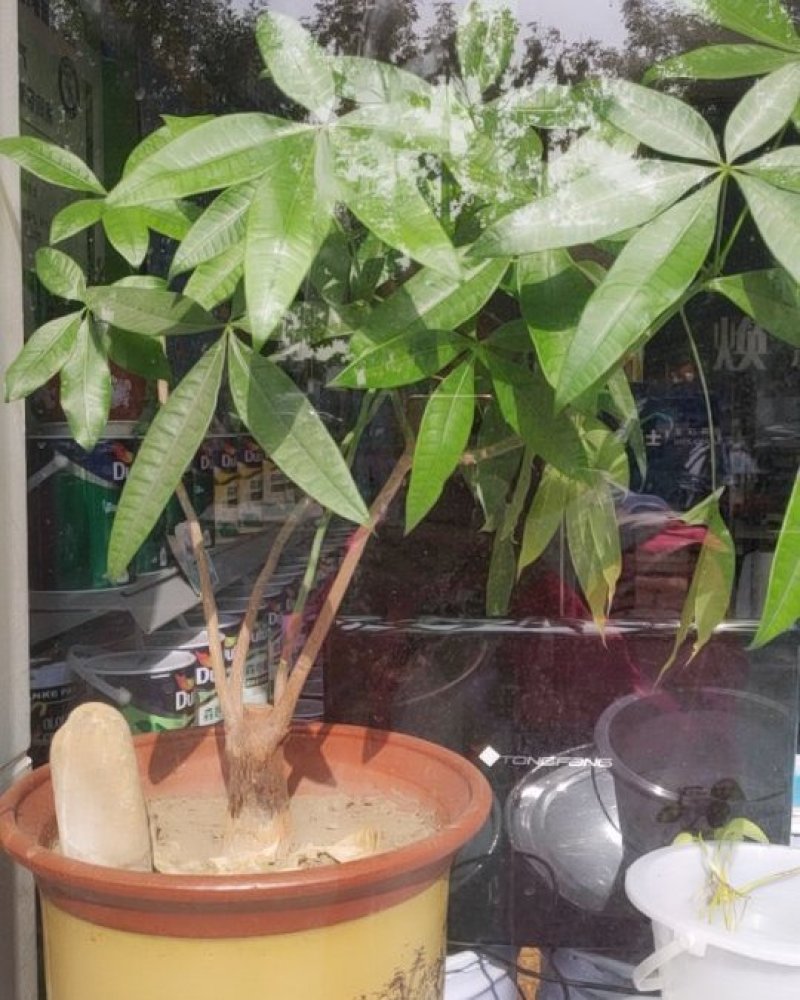 发财树