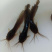 本地塘鲺鱼苗杂交快大塘角鱼苗+自孵水花