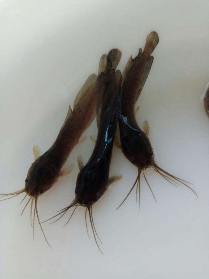 本地塘鲺鱼苗杂交快大塘角鱼苗+自孵水花