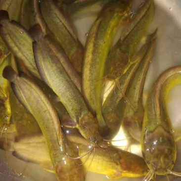 本地塘鲺鱼苗杂交快大塘角鱼苗+自孵水花