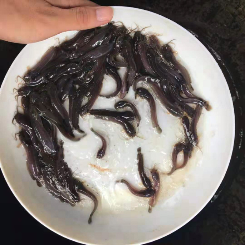 本地塘鲺鱼苗杂交快大塘角鱼苗+自孵水花