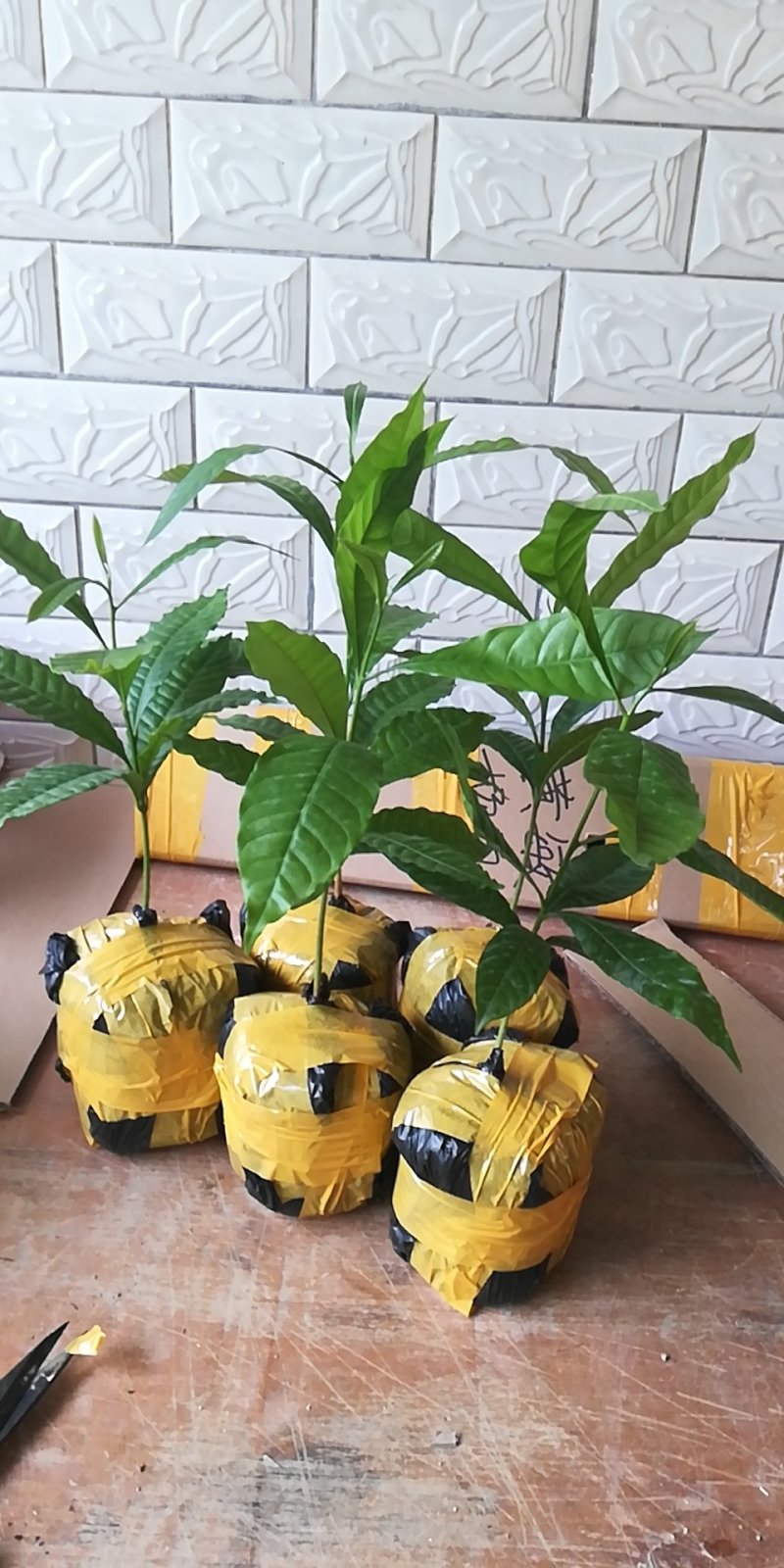 黄晶果苗，新品种，四季挂果。市场潜力很大