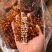 桃胶野生桃胶精修食用另有雪燕皂角米