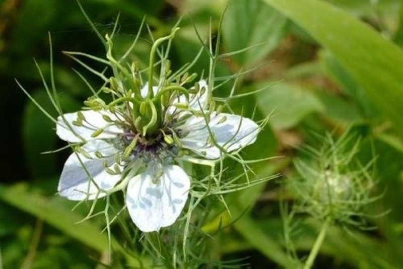 黑种草种子混色花海公园庭院观赏