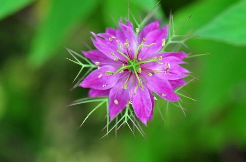 黑种草种子混色花海公园庭院观赏