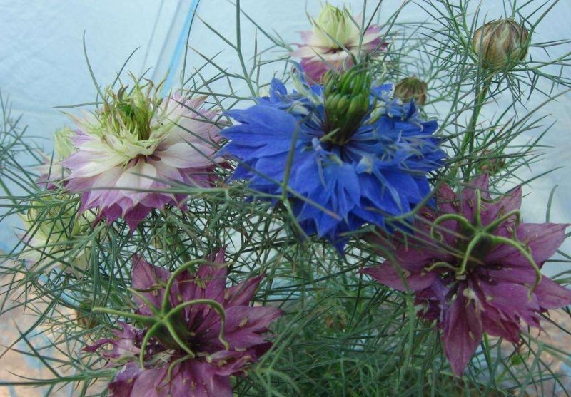 黑种草种子混色花海公园庭院观赏