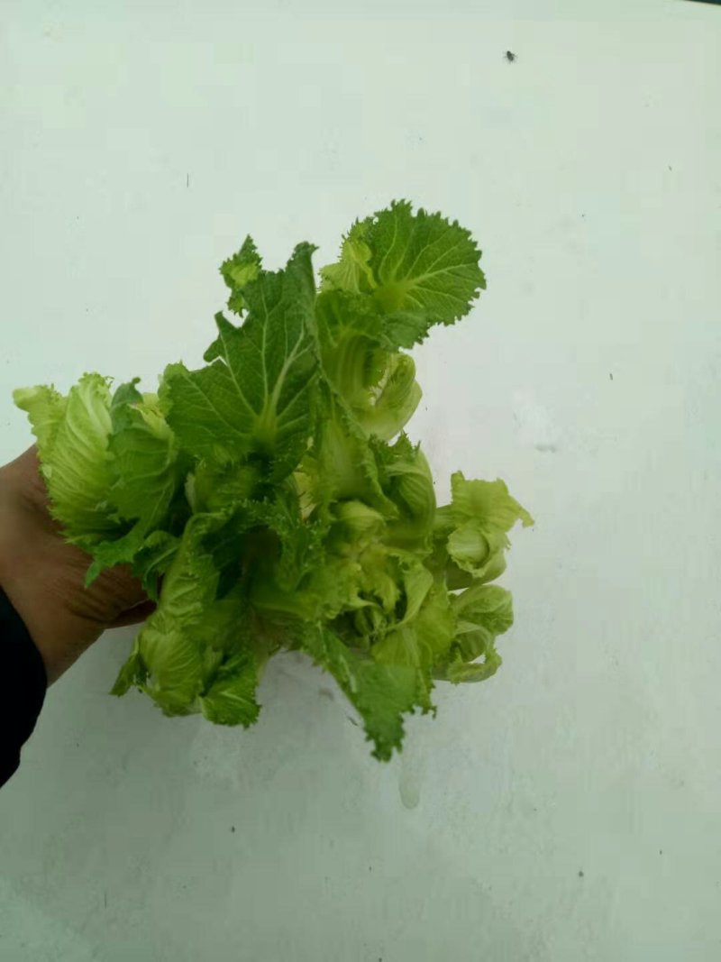 儿菜